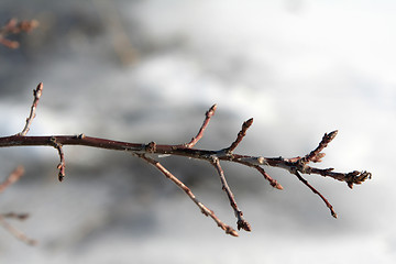 Image showing Bare twig