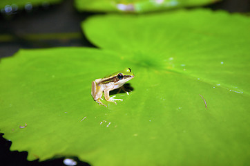 Image showing grren frog on lilypad