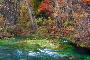 Image showing autumn leaves and trees on river