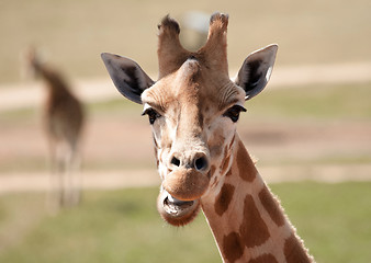 Image showing african giraffe up close