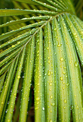 Image showing green palm leaf with water drops