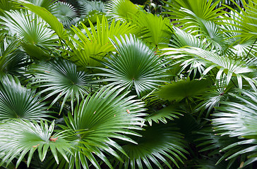 Image showing tropical rainforest palm background