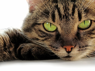 Image showing green-eyed cat       