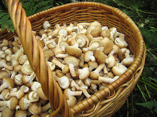 Image showing eatable mushrooms in the big basket