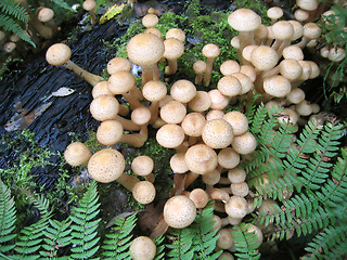 Image showing honey mushrooms 