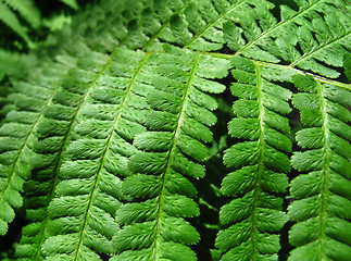 Image showing green fern leafs background