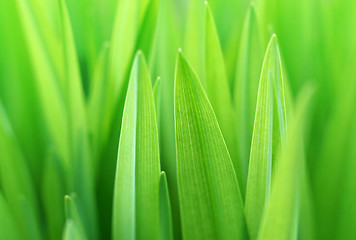 Image showing green plant