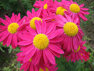 Image showing pink flowers