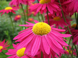 Image showing beautiful pink flowers