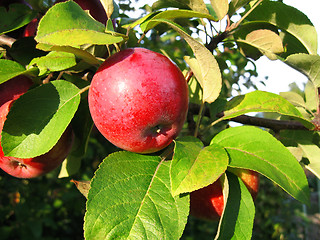 Image showing branch with red apple 