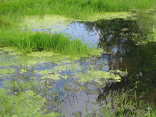 Image showing green swamp