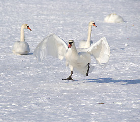 Image showing White swan 