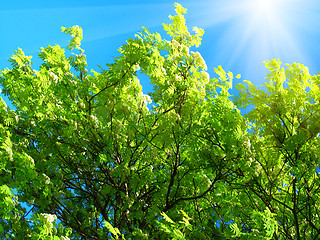 Image showing green tree and sunlight on a blue sky background