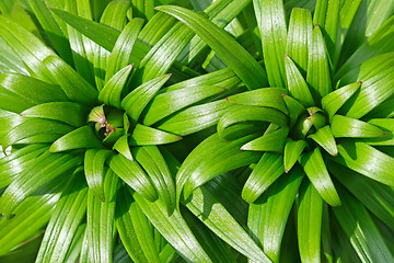 Image showing Lily buds