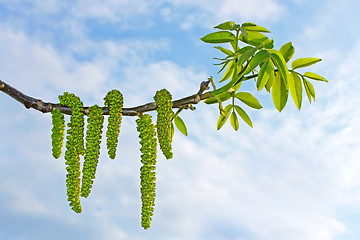 Image showing Flowering branch of walnut