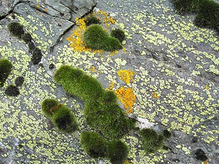 Image showing Rock with moss