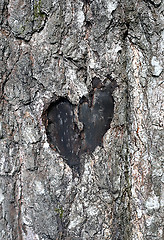 Image showing love symbol on a trunk of tree