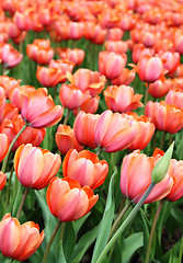 Image showing beautiful tulips