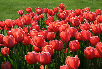 Image showing beautiful tulips