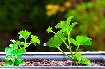 Image showing Fresh green plant against blurry abstract background