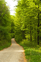 Image showing A road in the forest leading down the hill