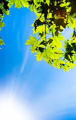 Image showing Beutiful green leaves against blue sky and sun