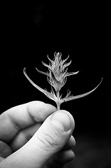 Image showing Hand holding rare plant in black and white