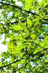 Image showing Beutiful green leaves against blurry background