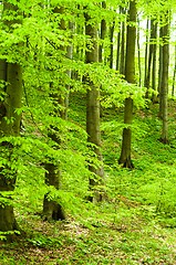 Image showing Part of a spring forest with trees on the slope