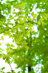 Image showing Beams of the sun shining trough leaves with green background