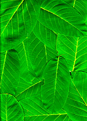 Image showing Vibrant green leaves piled up