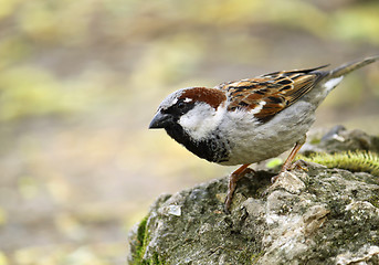 Image showing single sparrow