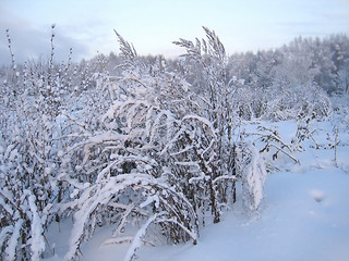 Image showing winter scenery