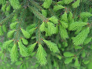 Image showing pine branches with young runaways