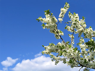Image showing branch of blossoming tree