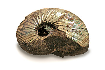 Image showing fossilized ammonite