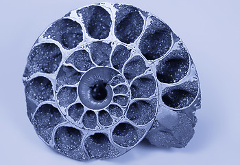 Image showing cockleshell (fossil)