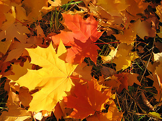 Image showing beautiful autumn leaves