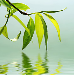 Image showing fresh green leaves reflected in water