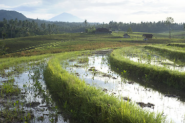 Image showing Rice field