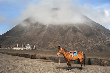 Image showing Horse near the mountain