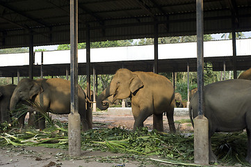 Image showing Elephants