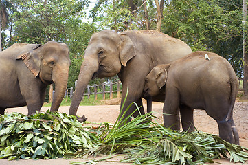 Image showing Elephant family