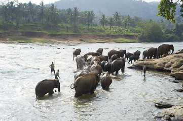 Image showing Elephants bathing
