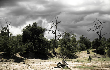 Image showing Dark sky of Africa