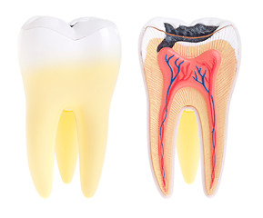 Image showing Tooth anatomy