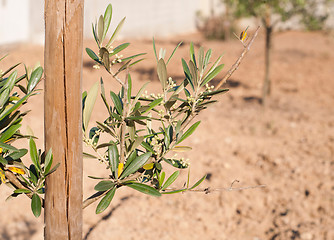 Image showing Olive tree