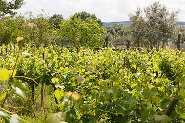 Image showing Vineyard 