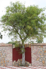 Image showing Wonderful decoration of wall