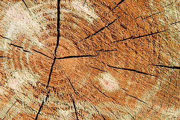 Image showing Wood tree rings